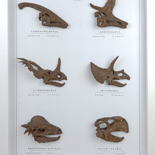 Otobur Dinozorlar 3 Boyutlu Çerçeve Tasarım-Heykel-The Fossil Art-NowShopFun