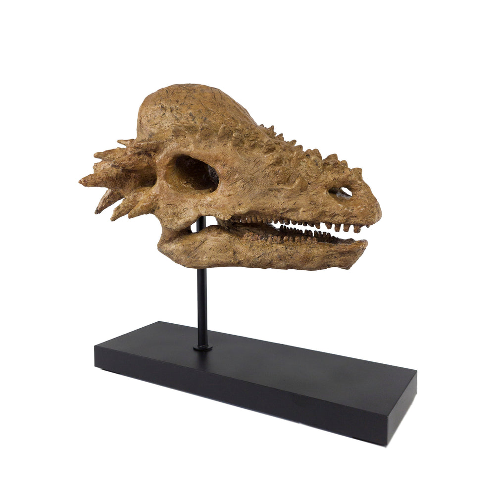 Pachycephalosaurus Fosil Heykeli-Heykel-The Fossil Art-NowShopFun