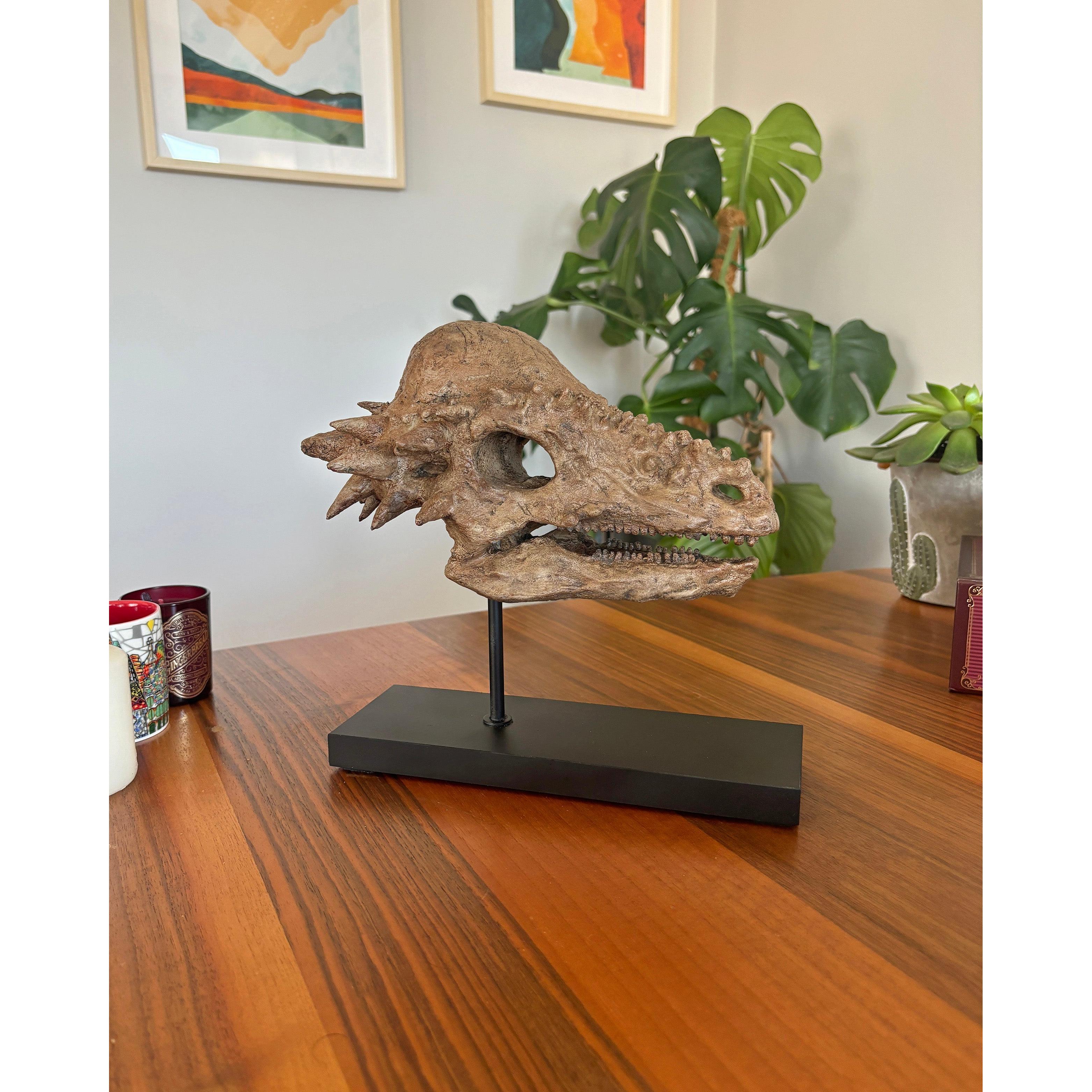 Pachycephalosaurus Fosil Heykeli