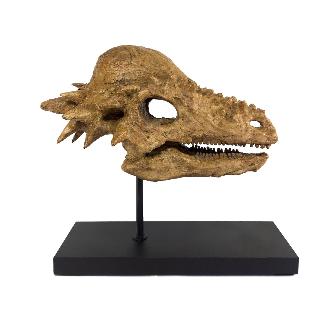 Pachycephalosaurus Fosil Heykeli