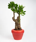 Pierre-Coral Matte