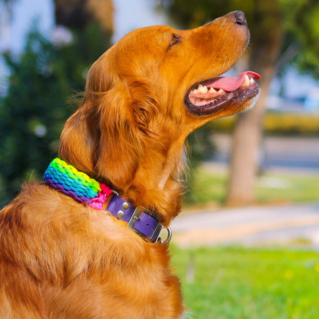 Raınbow Köpek Tasması Ve Bileklik Set-Tasma-Redzill-L-NowShopFun