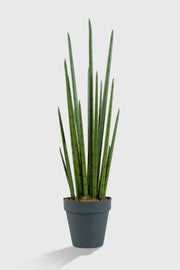 Sansevieria Yapay Ağaç