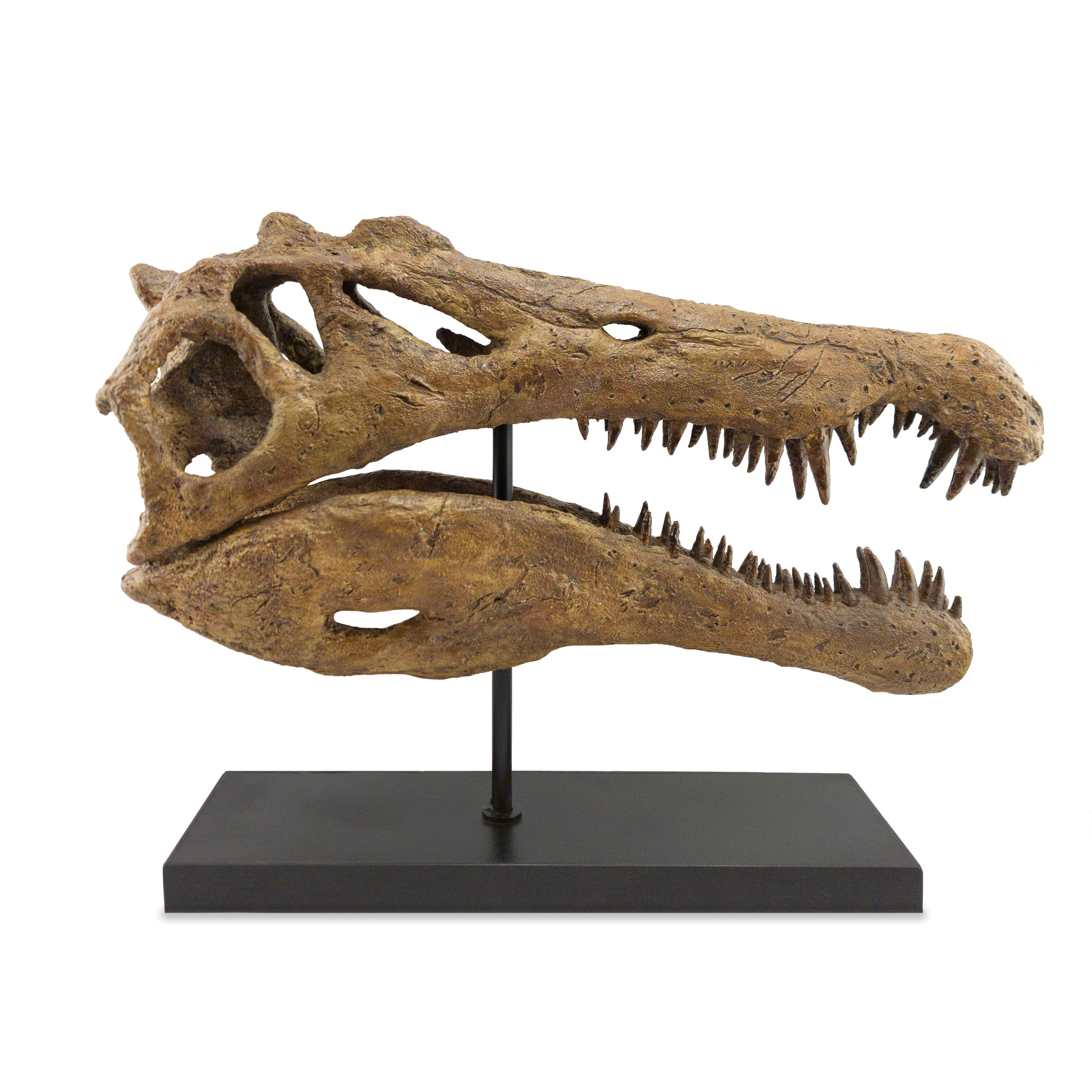 Spinosaurus Large Fossil Statue