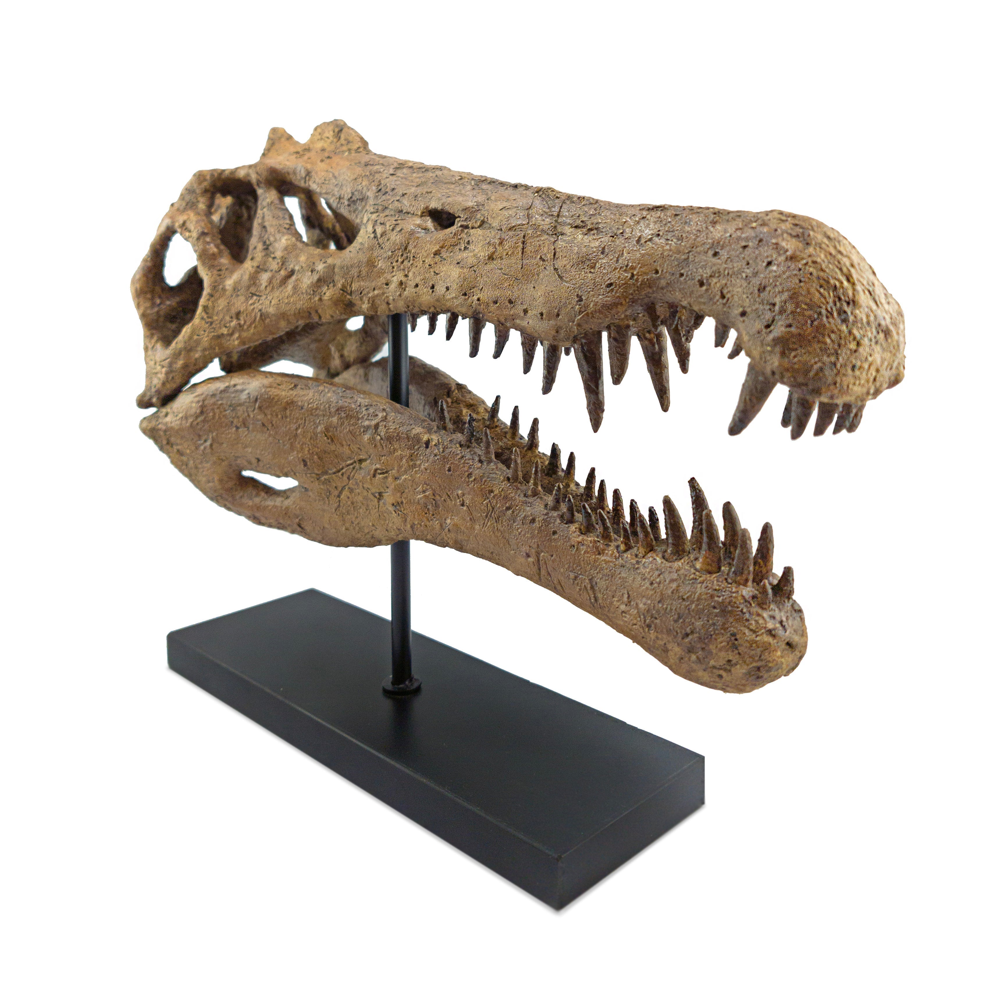 Spinosaurus Large Fossil Statue