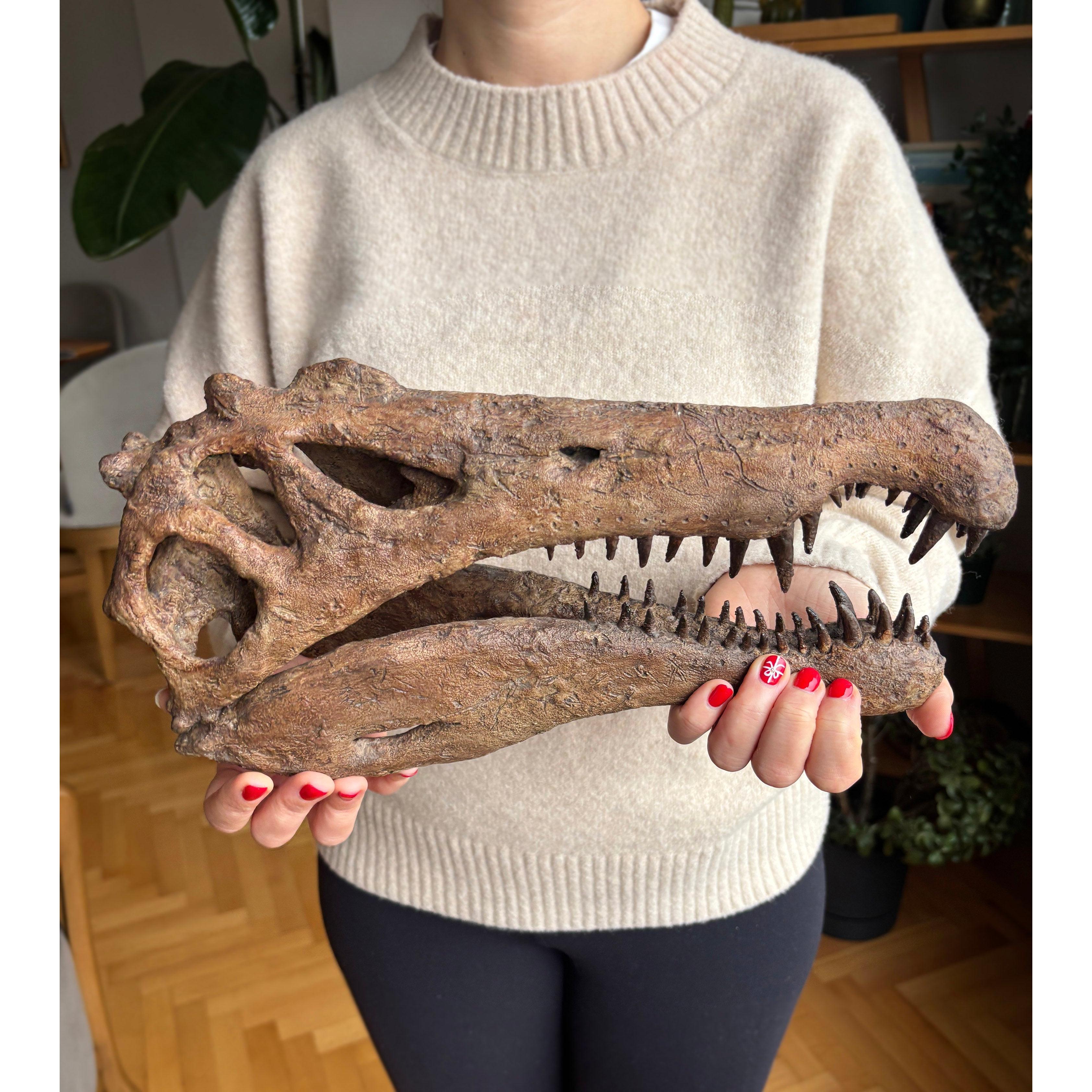 Spinosaurus Large Fossil Statue