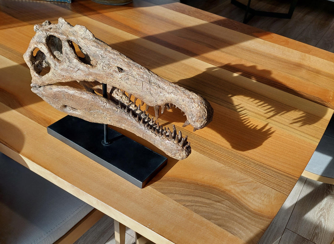 Spinosaurus Fosil Heykeli-Heykel-The Fossil Art-NowShopFun