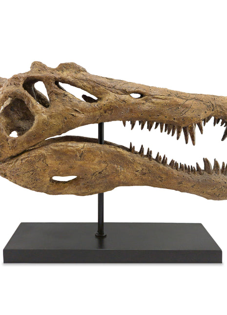 Spinosaurus Fosil Heykeli-Heykel-The Fossil Art-NowShopFun