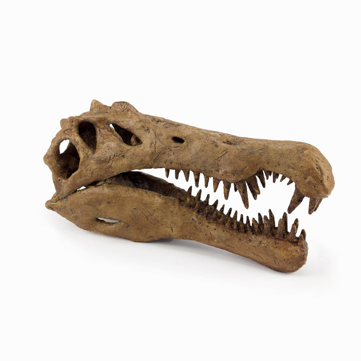 Spinosaurus Orta-Ölçek Seramik Heykel-Heykel-The Fossil Art-NowShopFun