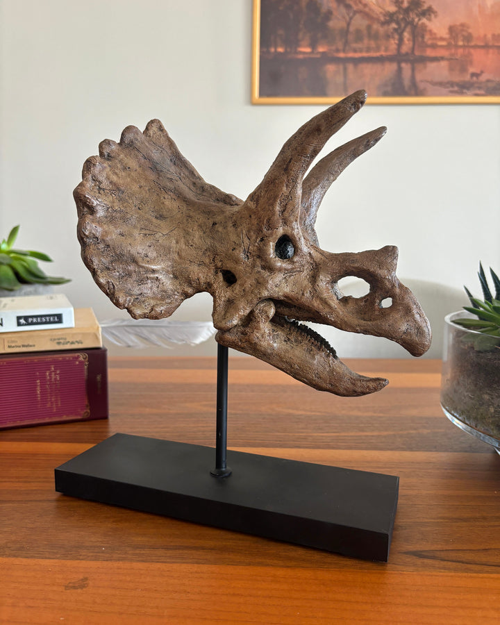 Triceratops Fosil Heykeli No.2