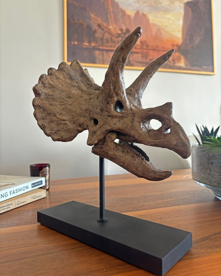 Triceratops Fosil Heykeli No.2