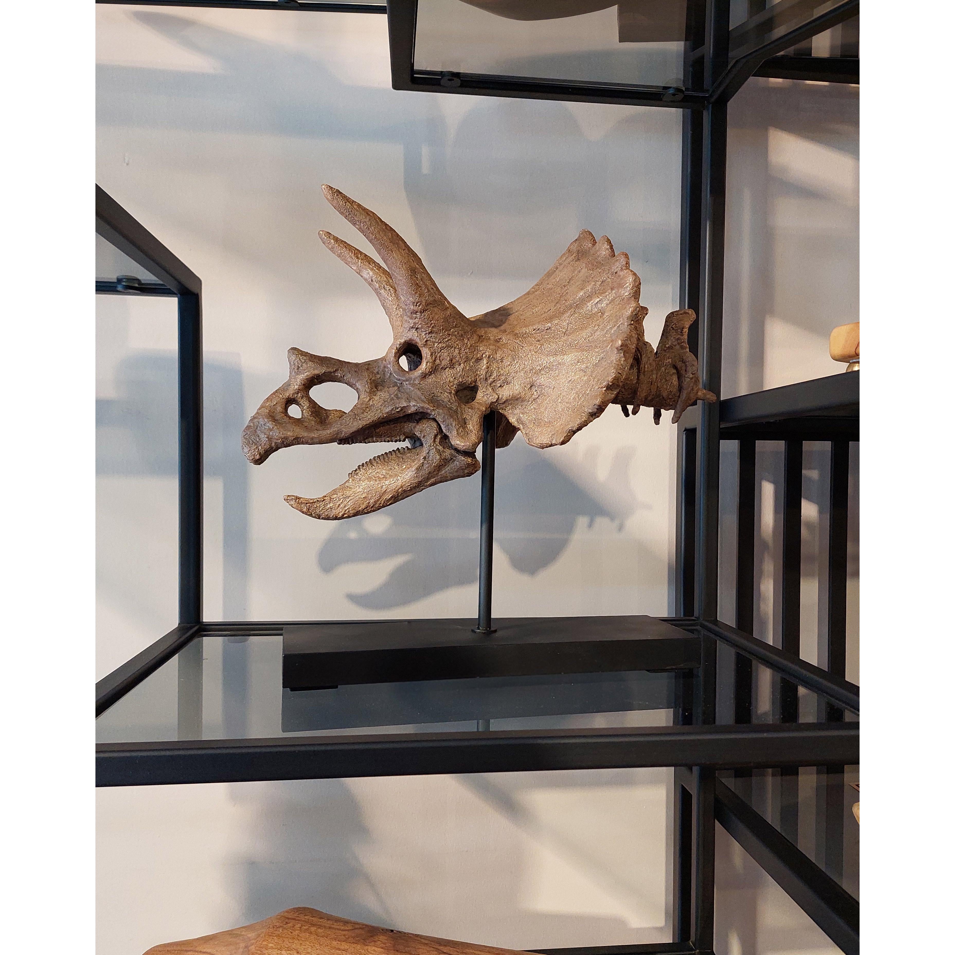 Triceratops Fosil Heykeli (Omurgalı)