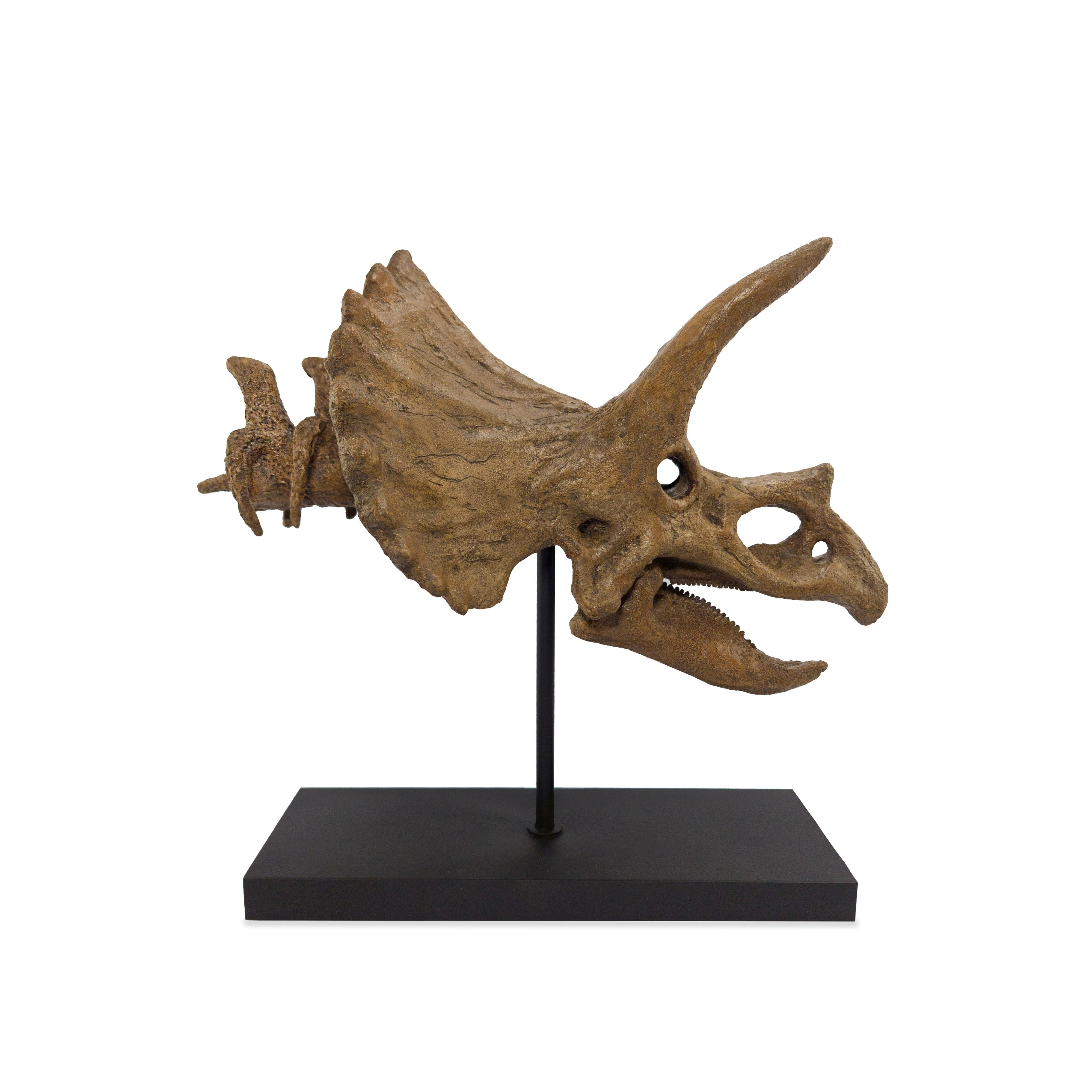 Triceratops Fosil Heykeli (Omurgalı)