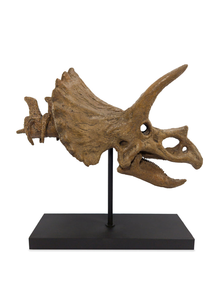 Triceratops Fosil Heykeli (Omurgalı)