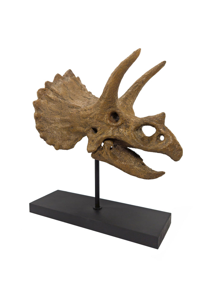 Triceratops Fosil Heykeli No.2