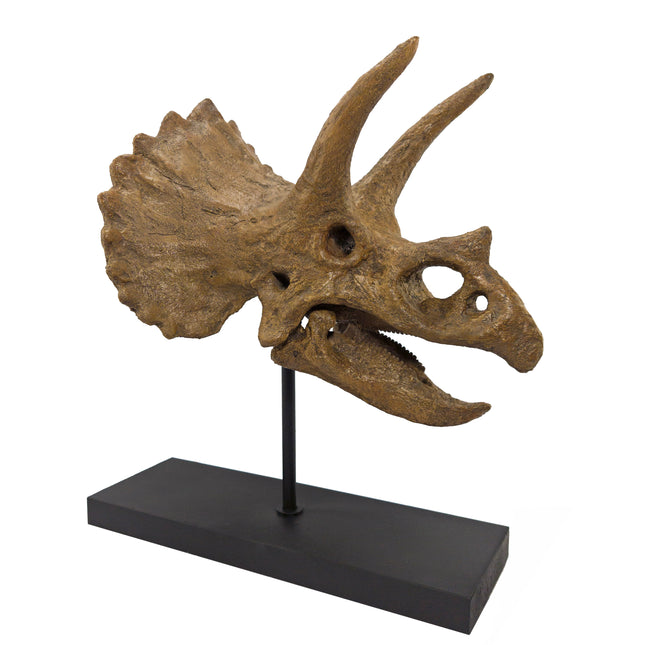 Triceratops Fosil Heykeli
