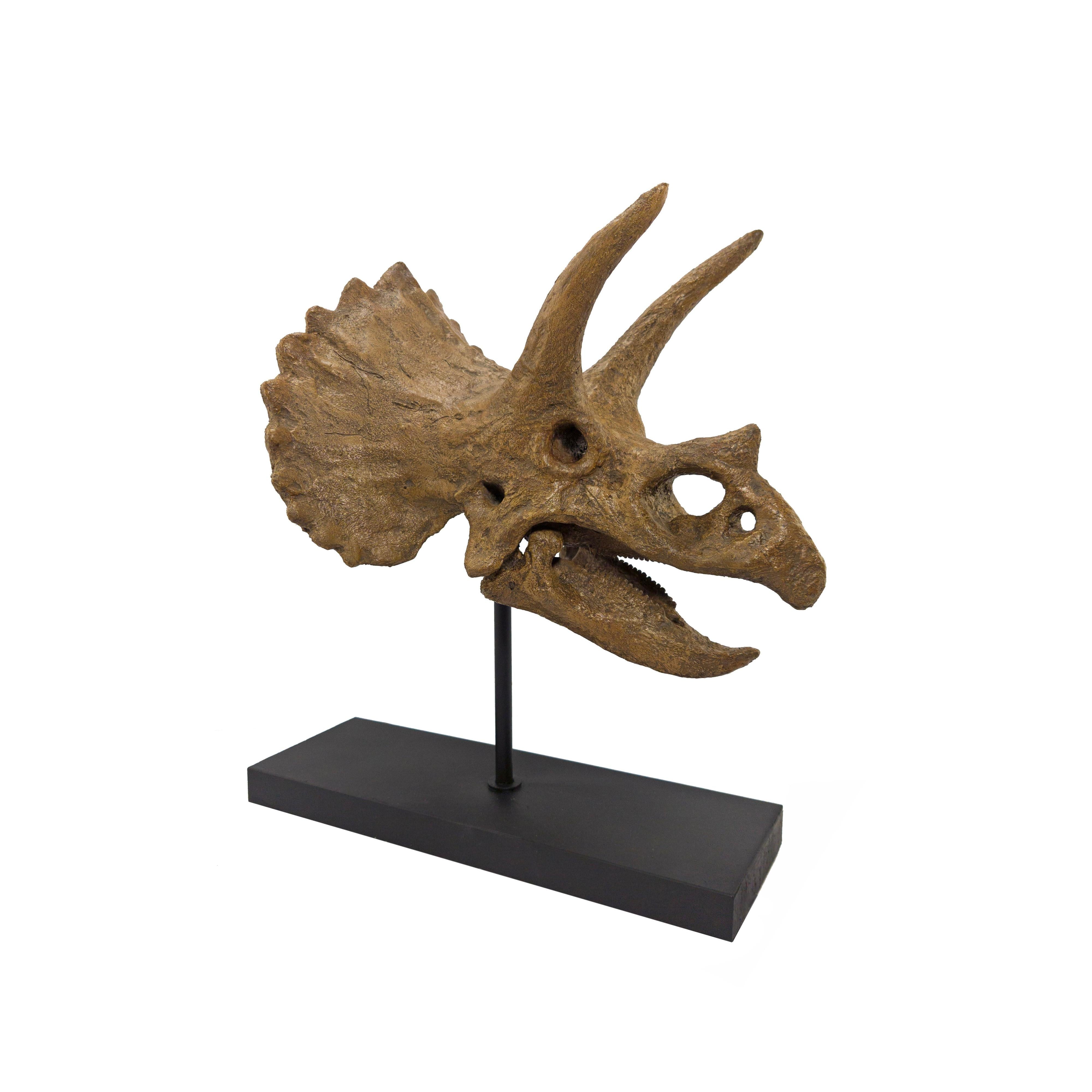 Triceratops Fosil Heykeli (Omurgalı)