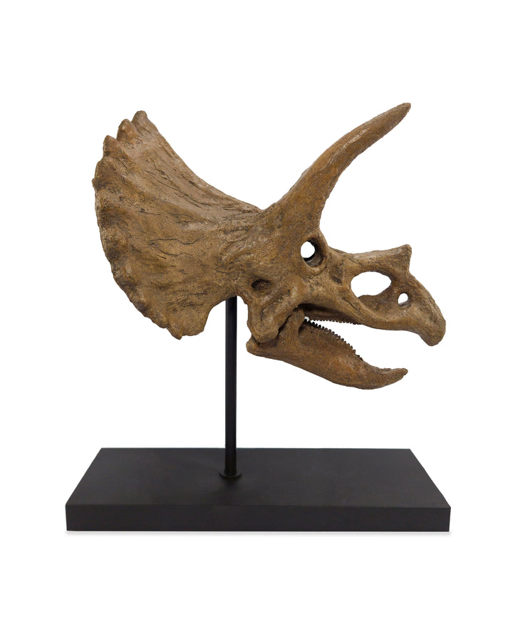 Triceratops Fosil Heykeli No.2