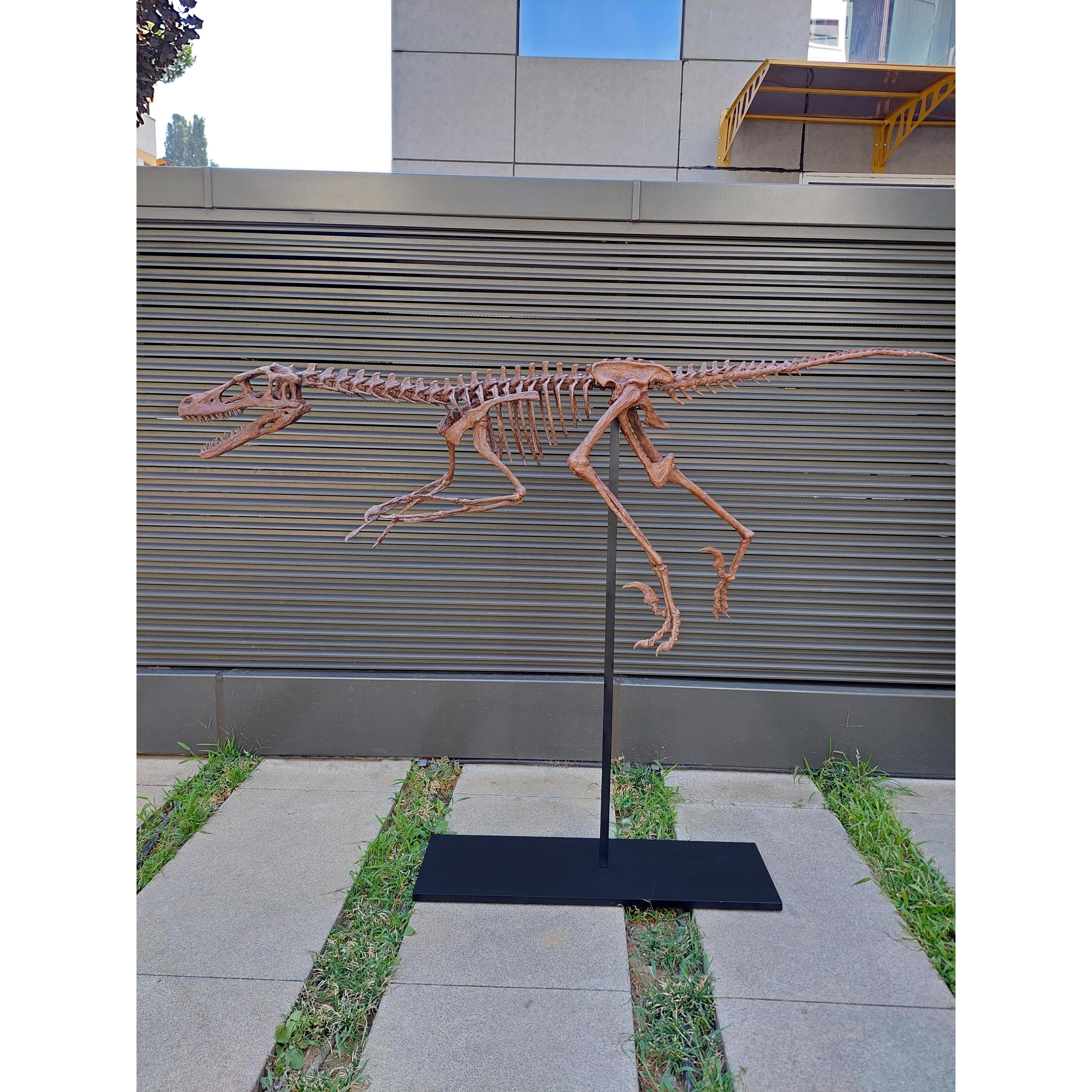 Velociraptor Tam İskelet Seramik Heykel