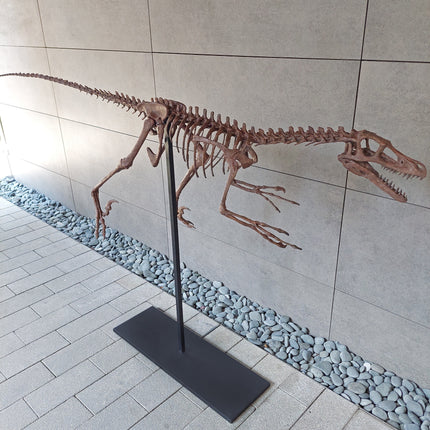 Velociraptor Tam İskelet Seramik Heykel-Heykel-The Fossil Art-NowShopFun