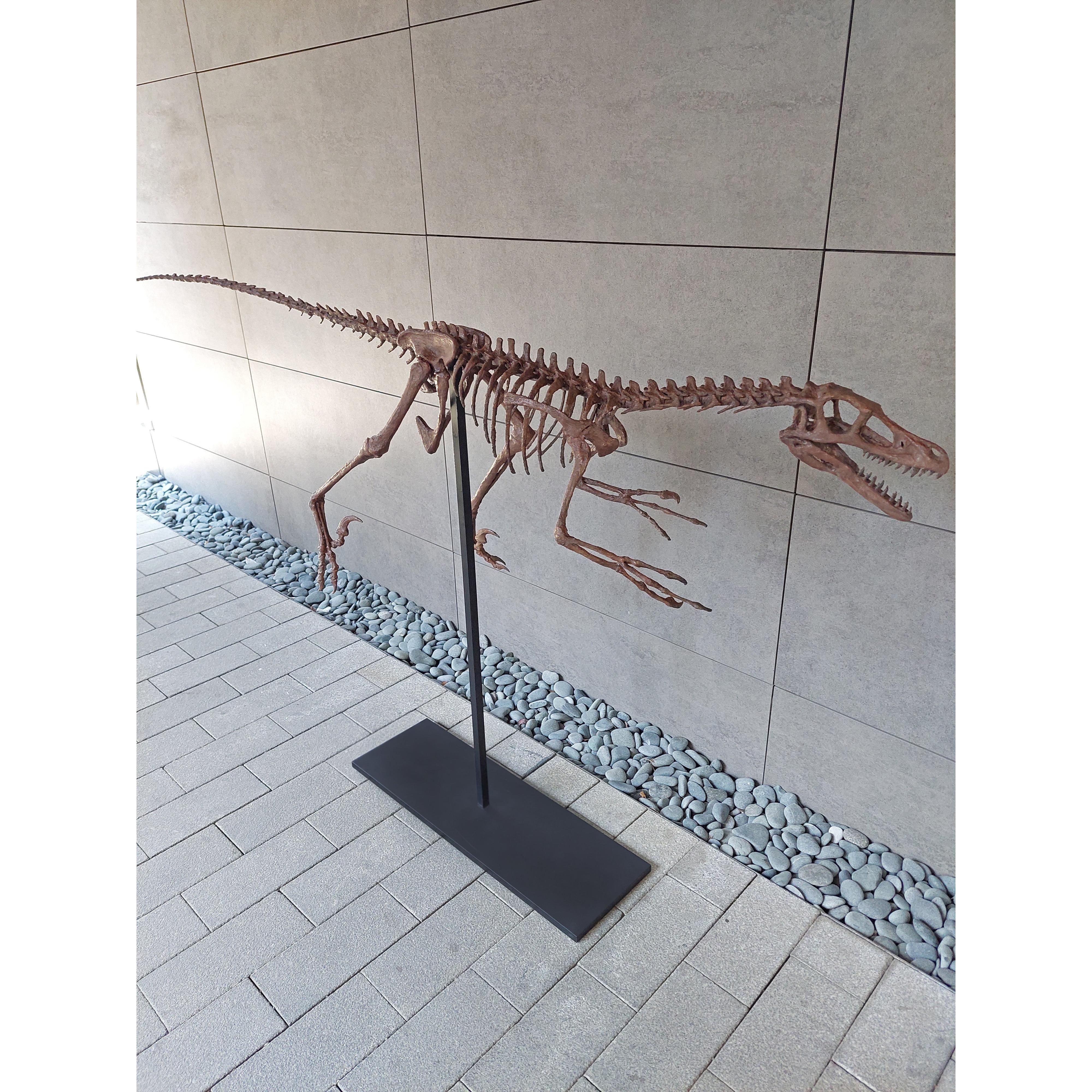 Velociraptor Tam İskelet Seramik Heykel