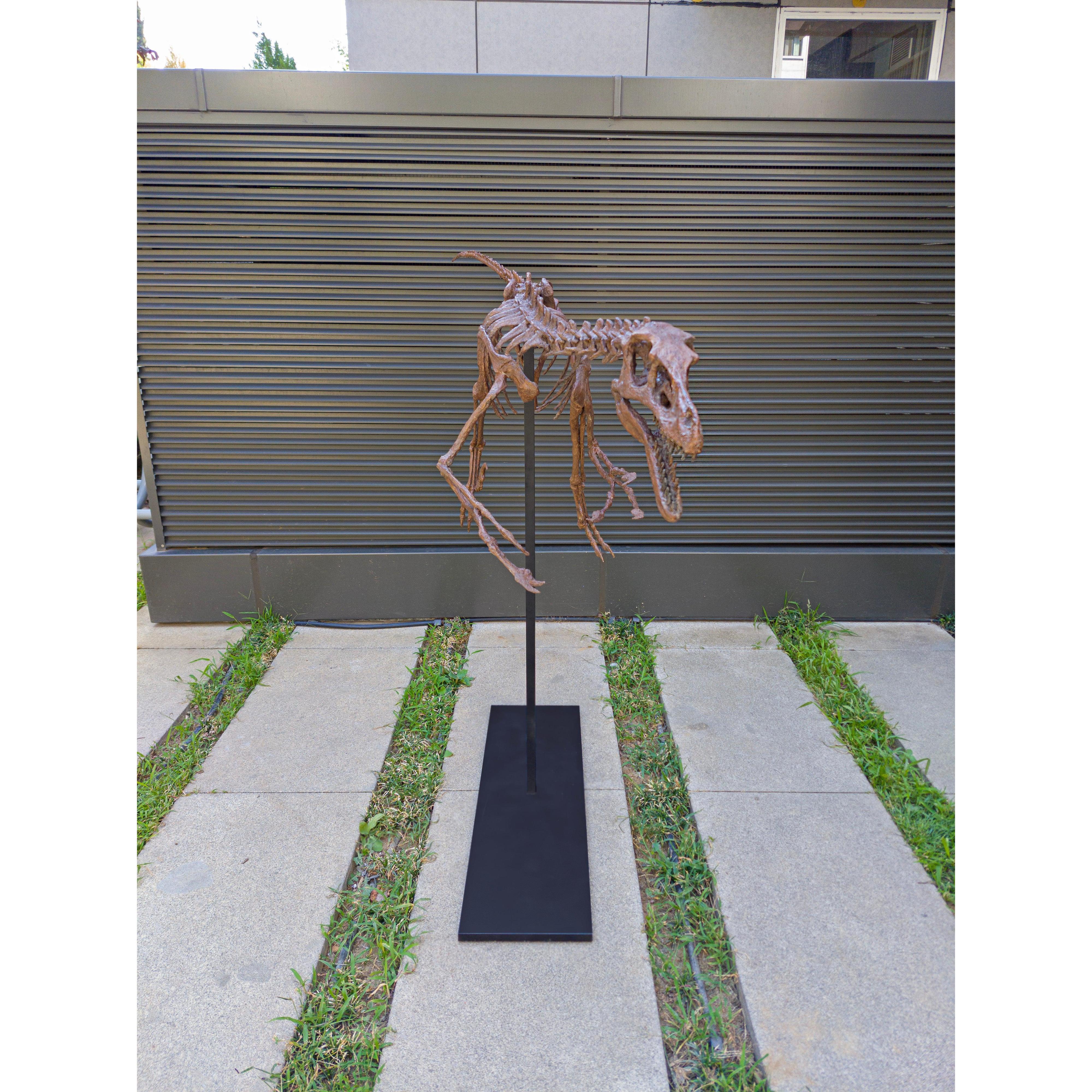 Velociraptor Tam İskelet Seramik Heykel