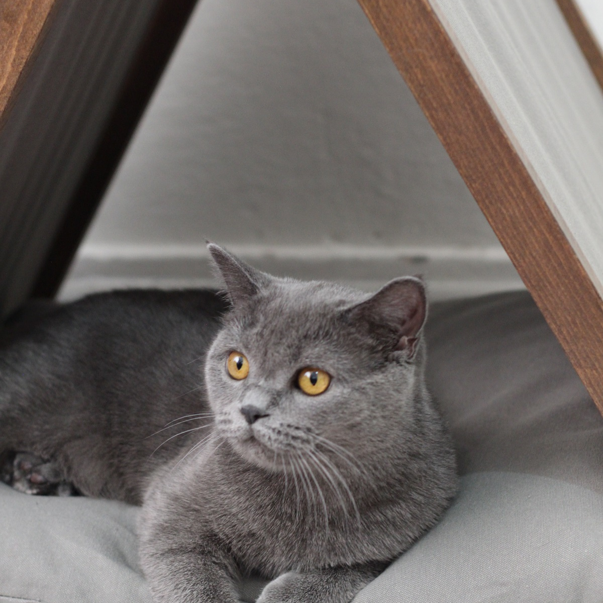 Ketu Kedi Evi - nowshopfun