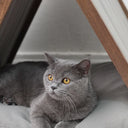 Ketu Kedi Evi - nowshopfun