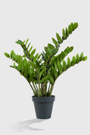 Zamia Yapay Bitki