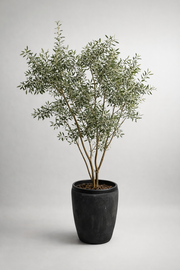 Zeytin Ağacı-Bitki-Palma Riva-NowShopFun