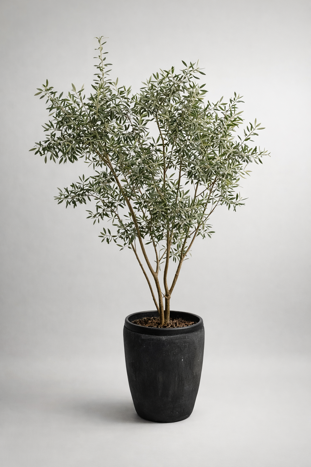 Zeytin Ağacı-Bitki-Palma Riva-NowShopFun