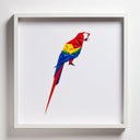 Scarlet Macaw Tablo