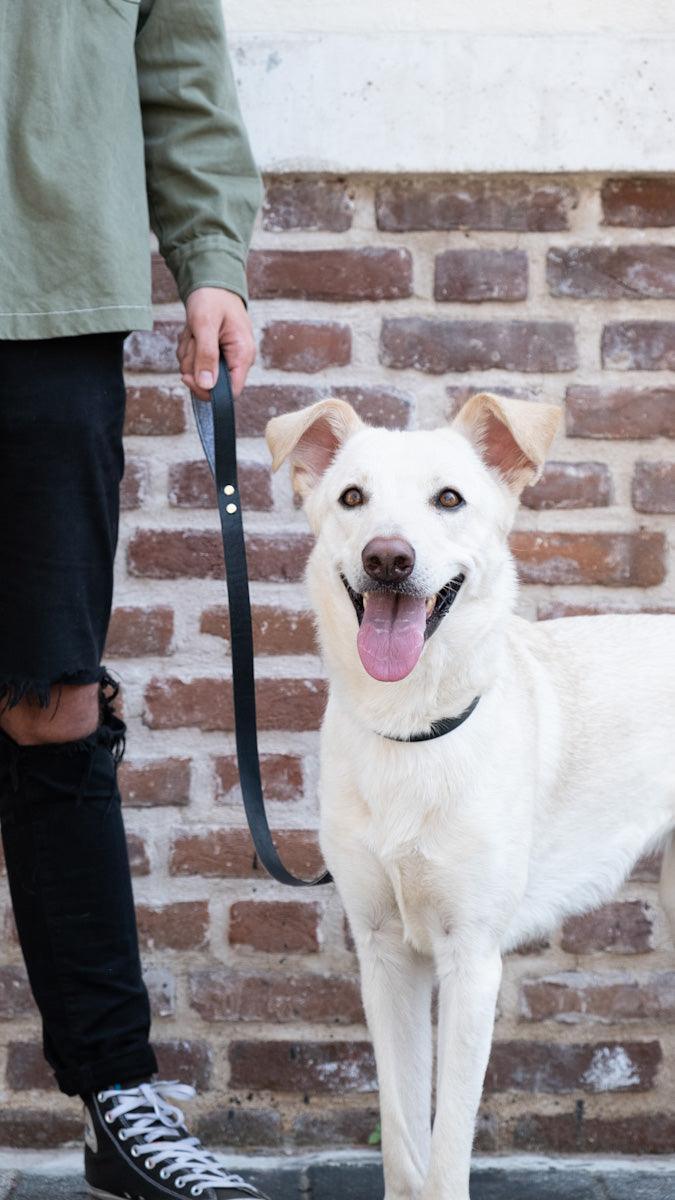 Perfecto Köpek Gezdirme Tasması