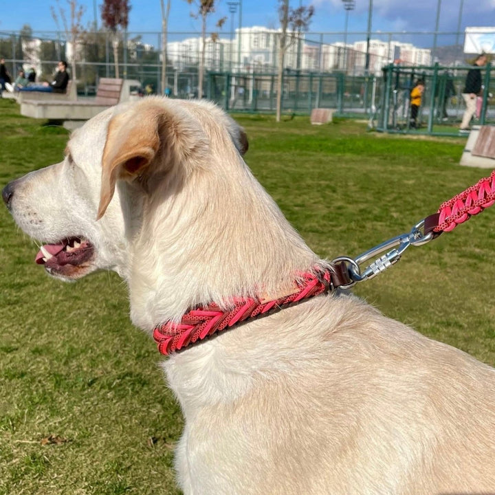 Fire Paracord Köpek Boyun Tasması