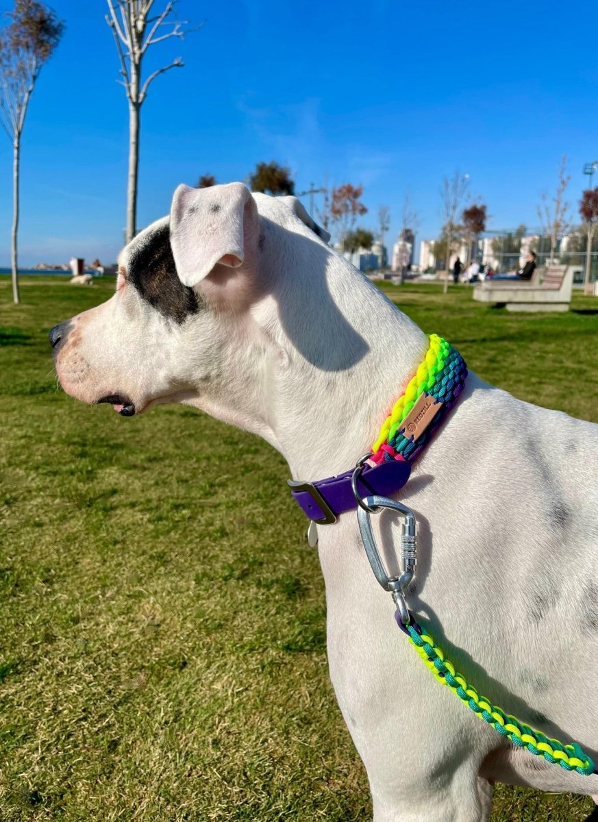 Rainbow Paracord Köpek Boyun Tasması