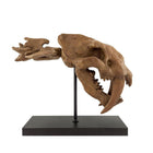 The Fossil Art - Sabertooh Fosil Heykeli - Heykel