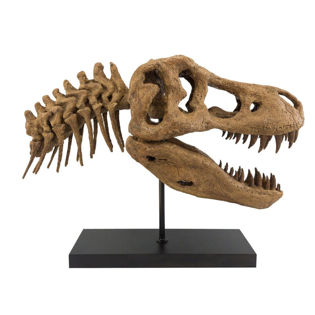 The Fossil Art - T-Rex Fosil Heykeli - Heykel