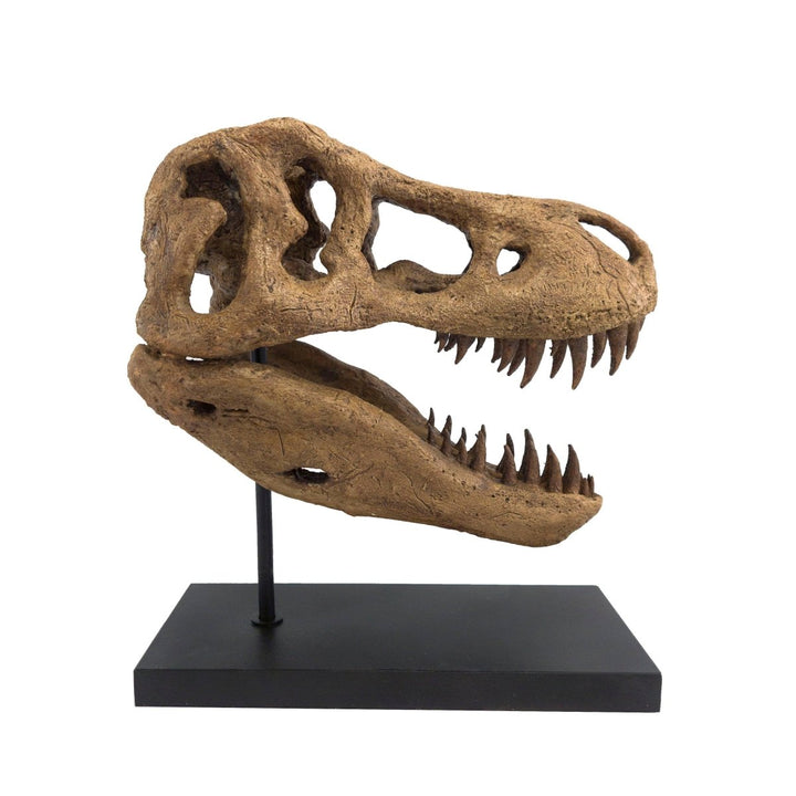 T-Rex Fosil Heykeli No.2