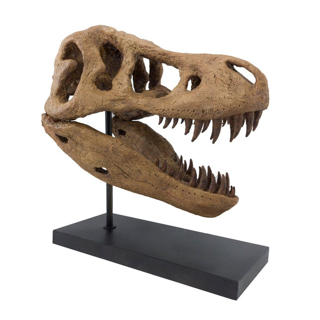 The Fossil Art - T-Rex Fosil Heykeli No.2 - Heykel