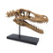 The Fossil Art - Velociraptor Fosil Heykeli - Heykel