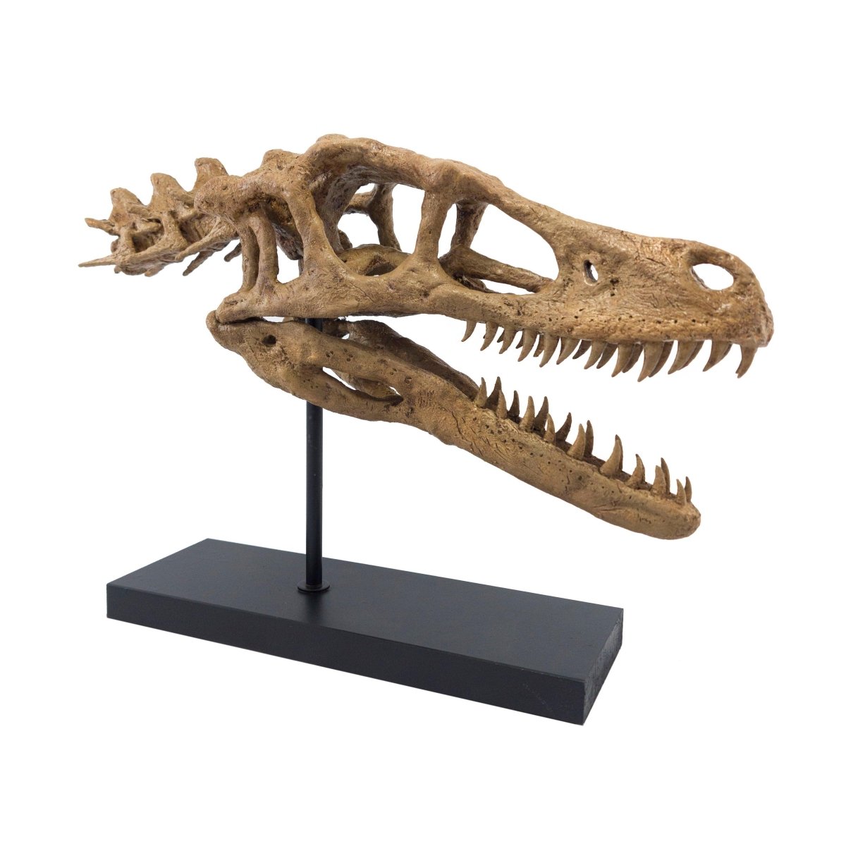 Velociraptor Fosil Heykeli (Omurgalı)