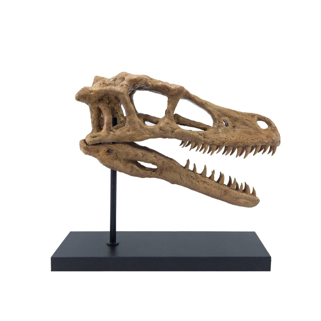 The Fossil Art - Velociraptor Fosil Heykeli No.2 - Heykel