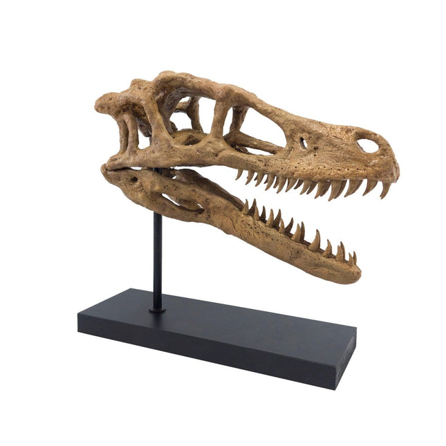 The Fossil Art - Velociraptor Fosil Heykeli No.2 - Heykel